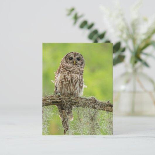 Barred Owl op boomarm Briefkaart (Staand voorkant)