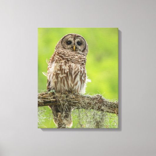 Barred Owl op boomarm Canvas Afdruk (Voorkant)