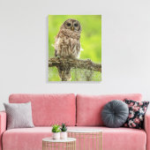 Barred Owl op boomarm Canvas Afdruk (Insitu (Woonkamer))