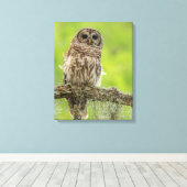 Barred Owl op boomarm Canvas Afdruk (Insitu (Houten vloer))