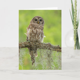 Barred Owl op boomarm Kaart