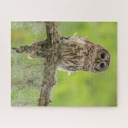 Barred Owl op boomarm Legpuzzel (Horizontaal)