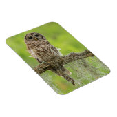 Barred Owl op boomarm Magneet (Rechterzijde)