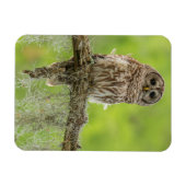 Barred Owl op boomarm Magneet (Horizontaal)