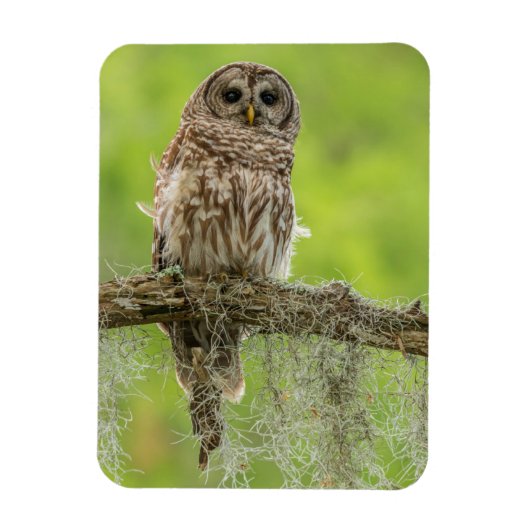 Barred Owl op boomarm Magneet (Verticaal)