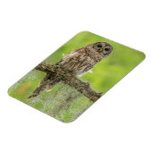 Barred Owl op boomarm Magneet (Linkerzijde)