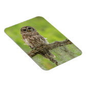 Barred Owl op boomarm Magneet (Rechterzijde)