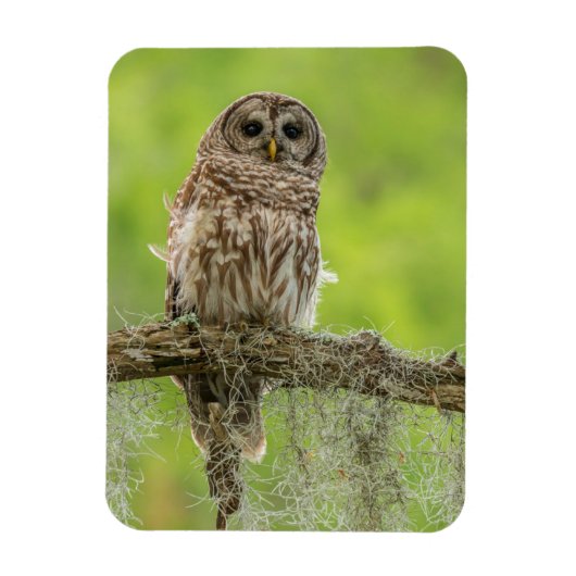 Barred Owl op boomarm Magneet (Verticaal)