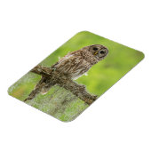 Barred Owl op boomarm Magneet (Linkerzijde)