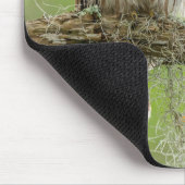 Barred Owl op boomarm Muismat (Hoek)