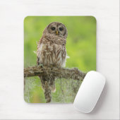 Barred Owl op boomarm Muismat (Met muis)