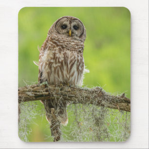 Barred Owl op boomarm Muismat