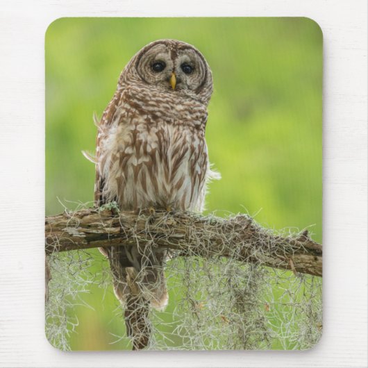 Barred Owl op boomarm Muismat (Voorkant)