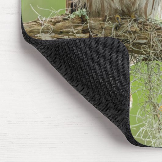 Barred Owl op boomarm Muismat (Hoek)