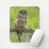 Barred Owl op boomarm Muismat (Met muis)