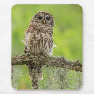 Barred Owl op boomarm Muismat