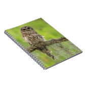 Barred Owl op boomarm Notitieboek (Rechterzijde)