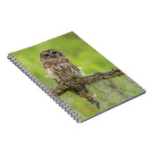 Barred Owl op boomarm Notitieboek (Rechterzijde)