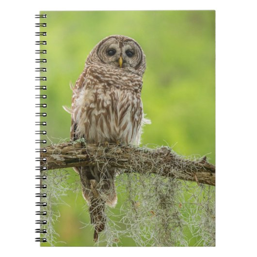Barred Owl op boomarm Notitieboek (Voorkant)