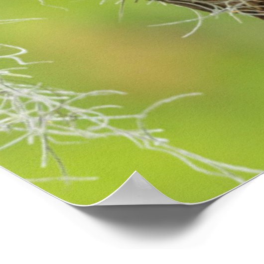 Barred Owl op boomarm Poster (Hoek)