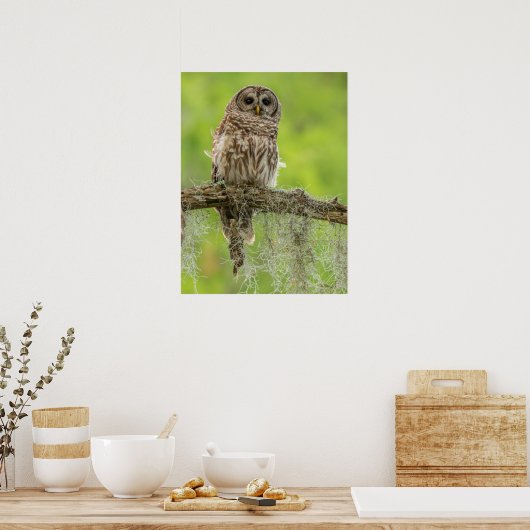 Barred Owl op boomarm Poster (Keuken)