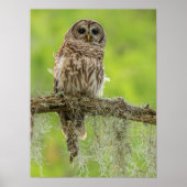 Barred Owl op boomarm Poster (Voorkant)