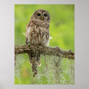 Barred Owl op boomarm Poster