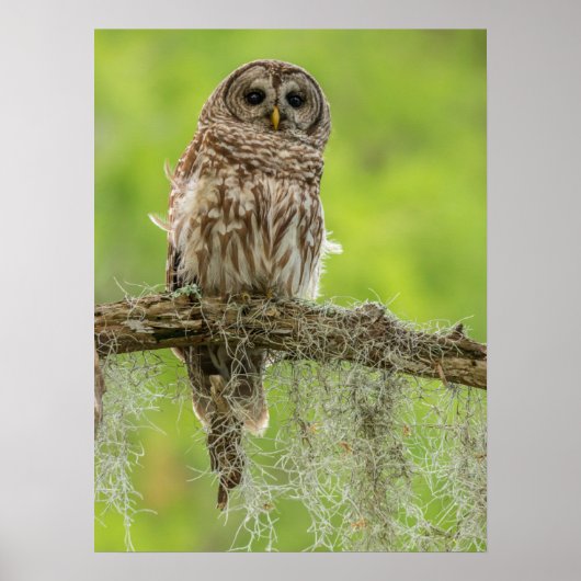 Barred Owl op boomarm Poster (Voorkant)