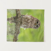 Barred Owl op boomarm Wandkleed (Voorkant (horizontaal))