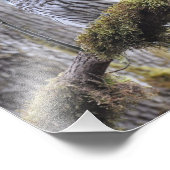 Barred Owl op een mossy-boom Foto Afdruk (Hoek)