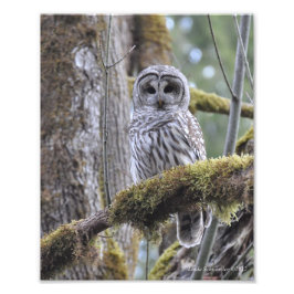 Barred Owl op een mossy-boom Foto Afdruk