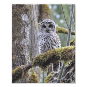 Barred Owl op een mossy-boom Foto Afdruk