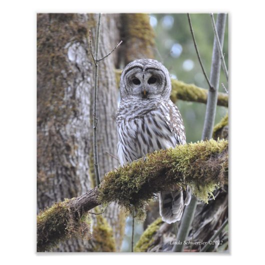 Barred Owl op een mossy-boom Foto Afdruk (Voorkant)
