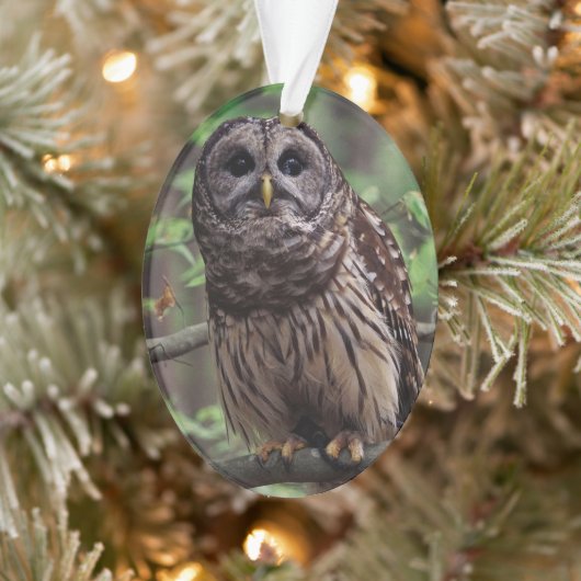 Barred Owl Ornament (Boom)