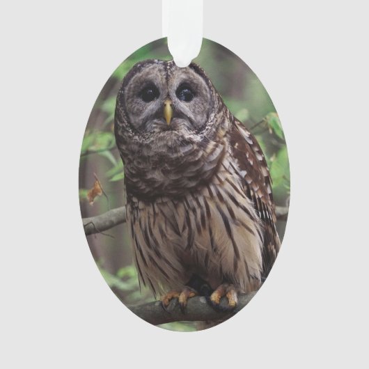 Barred Owl Ornament (voorkant)