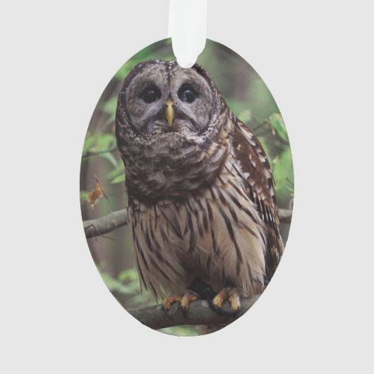 Barred Owl Ornament (achterkant)
