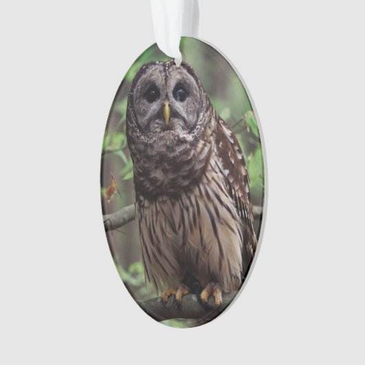 Barred Owl Ornament (voorkant)
