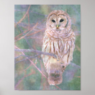 Barred Owl Pastel Oilschilderij Poster