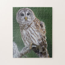 Barred Owl Perching Wildlife Puzzle