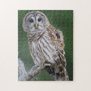 Barred Owl Perching Wildlife Puzzle Legpuzzel