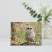 Barred Owl Peuterspeelzaal Foto Briefkaart (Staand voorkant)