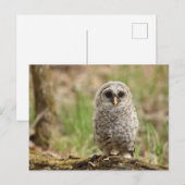 Barred Owl Peuterspeelzaal Foto Briefkaart (Voorkant / Achterkant)