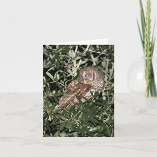 Barred Owl Photo Folded Note Kaart