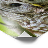 Barred Owl Portrait. Foto Afdruk (Hoek)