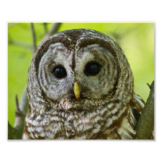 Barred Owl Portrait. Foto Afdruk (Voorkant)