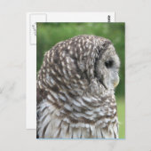 Barred Owl Portret Briefkaart (Voorkant / Achterkant)