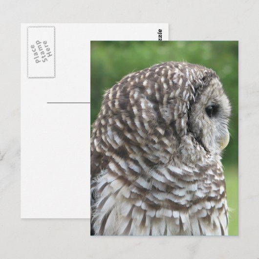 Barred Owl Portret Briefkaart (Voorkant / Achterkant)