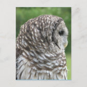 Barred Owl Portret Briefkaart (Voorkant)