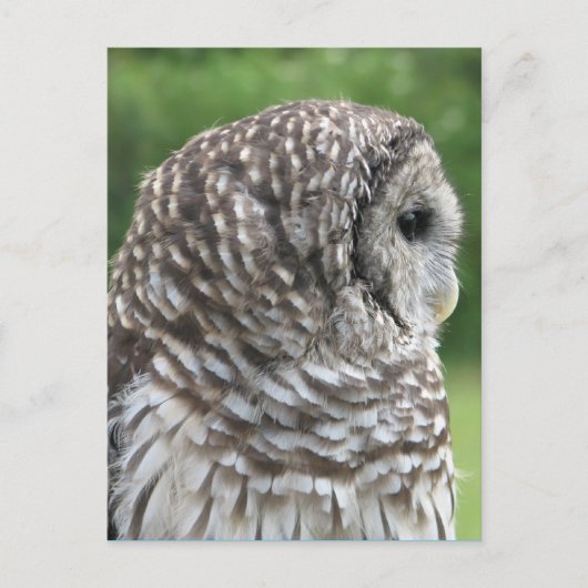 Barred Owl Portret Briefkaart (Voorkant)