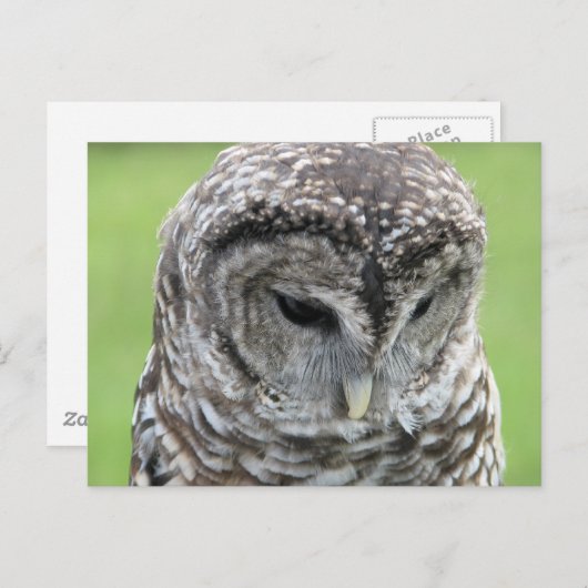 Barred Owl Portret Briefkaart (Voorkant / Achterkant)